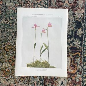 Antique Botanical Plant Print Original Vintage pink  flower